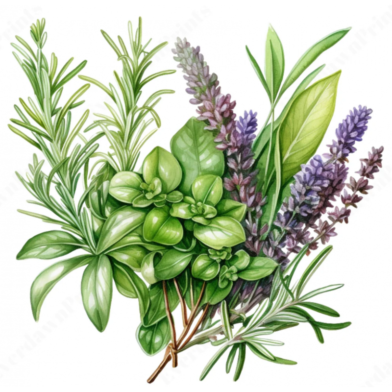 ORIENTAL GREENS, SALADS & CABBAGE