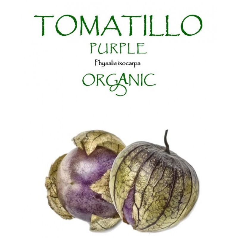 TOMATILLO - PURPLE
