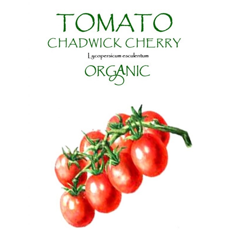 TOMATO -  CHADWICK CHERRY