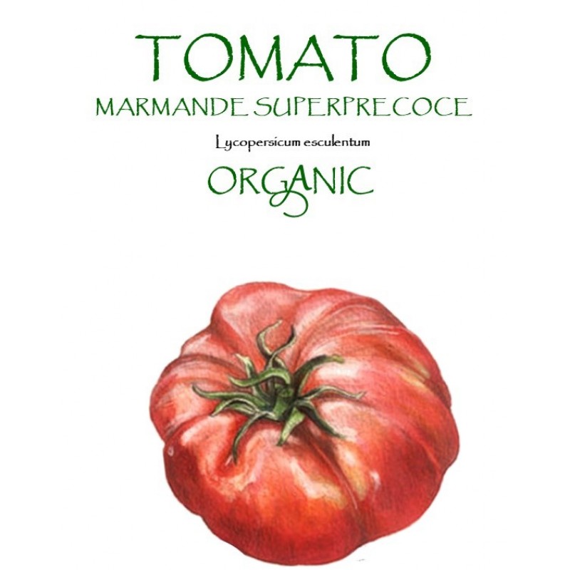 TOMATO - MARMANDE SUPERPRECOCE 