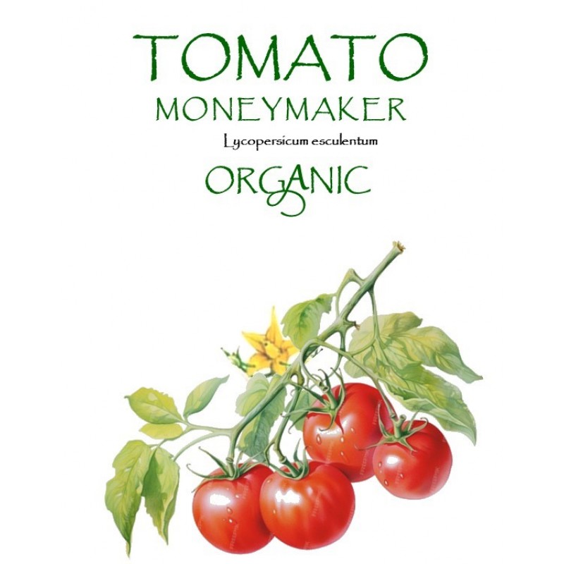 TOMATO - MONEYMAKER