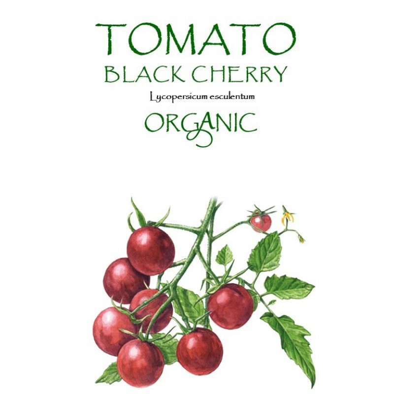 TOMATO - BLACK CHERRY