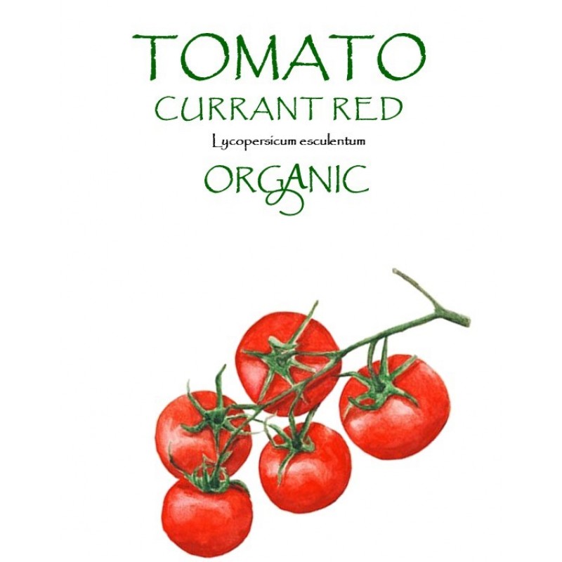 TOMATO - CURRANT RED