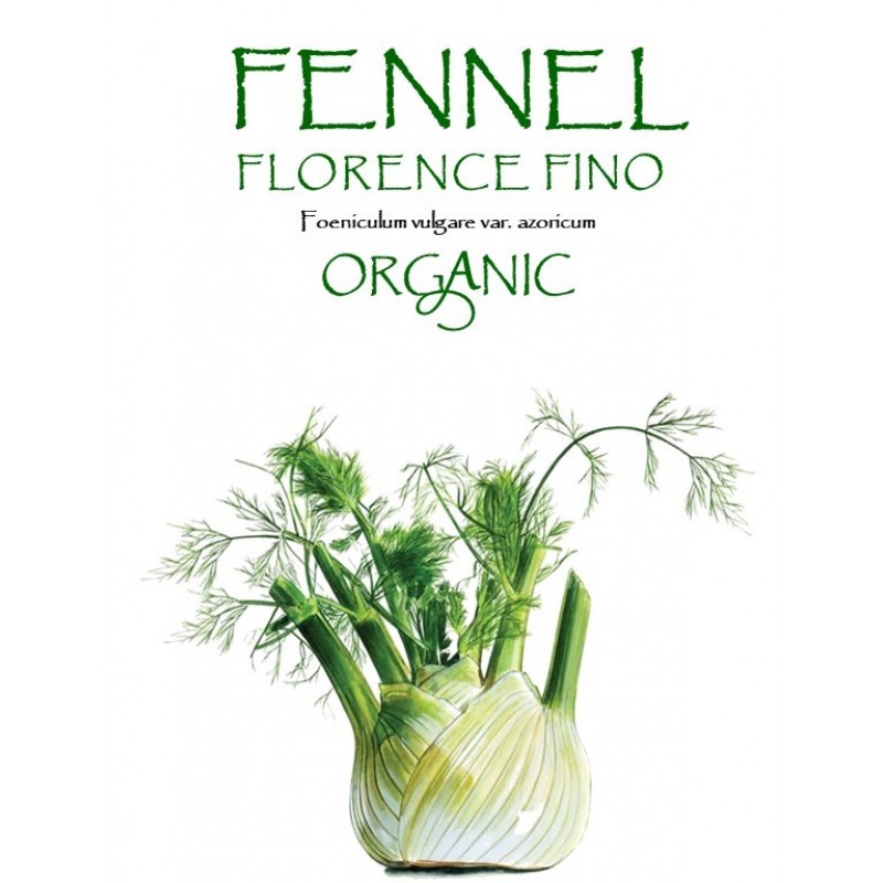 FENNEL - FLORENCE FINO