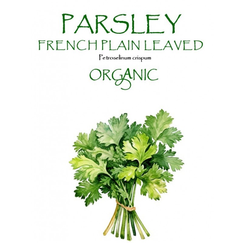 PARSLEY - FRENCH PLAIN LEAVED