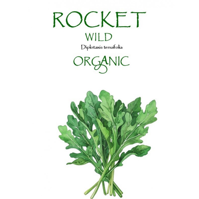 ROCKET - WILD