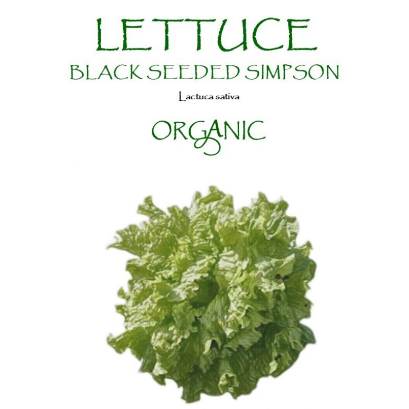 LETTUCE - BLACK SEEDED SIMPSON 