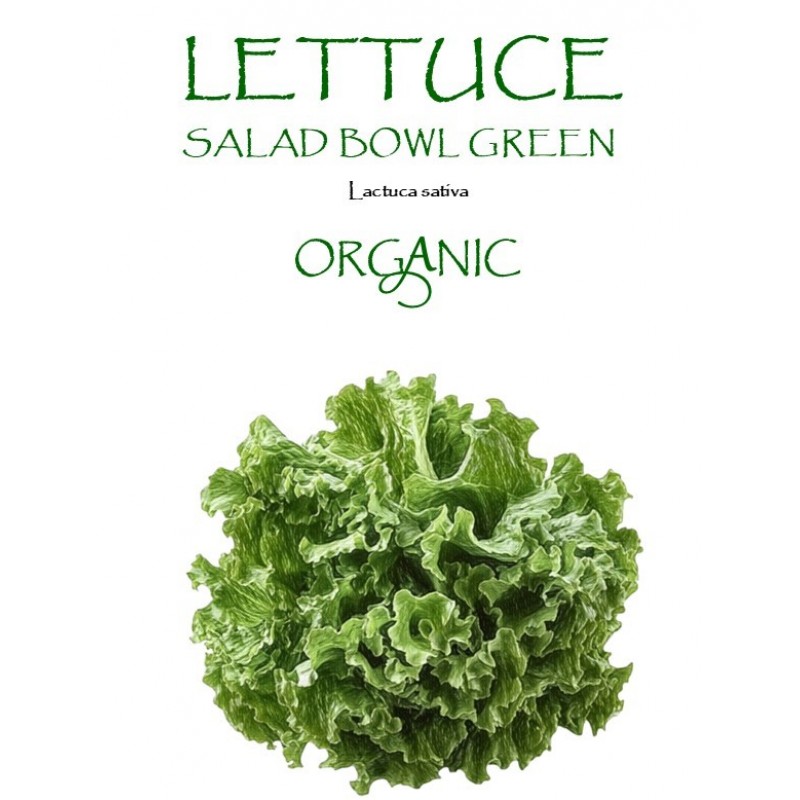 LETTUCE - SALAD BOWL GREEN 