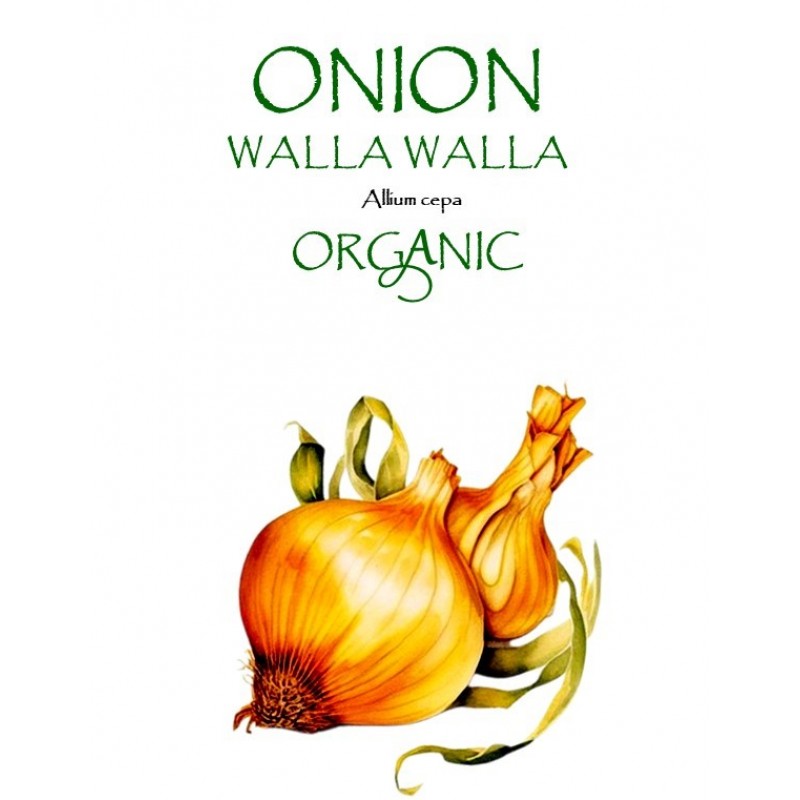 ONION  - WALLA WALLA