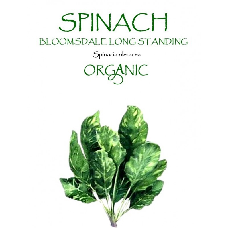 SPINACH - BLOOMSDALE LONG STANDING
