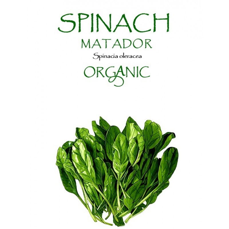 SPINACH - MATADOR