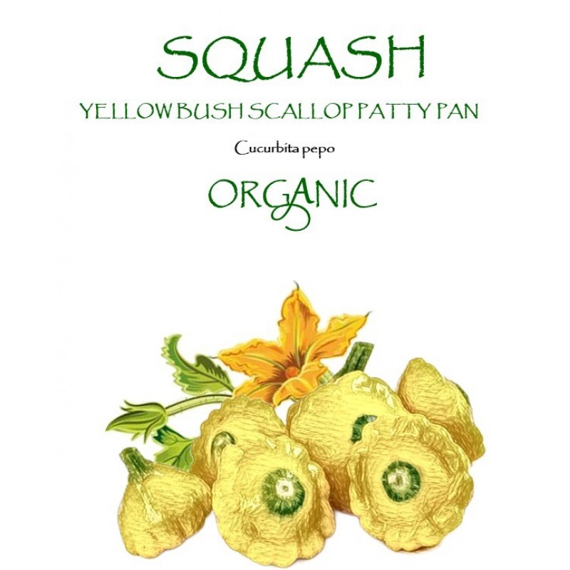 SQUASH - EARLY YELLOW BUSH SCALLOP PATTY PAN