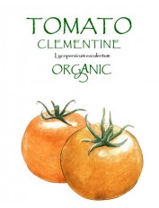TOMATO - CLEMENTINE