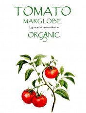 TOMATO - MARGLOBE