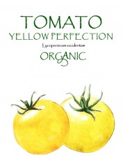 TOMATO - YELLOW PERFECTION