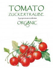 TOMATO - ZUCKERTRAUBE