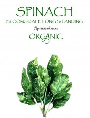 SPINACH - BLOOMSDALE LONG STANDING