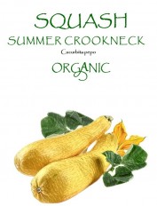 SQUASH - SUMMER CROOKNECK