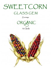SWEET CORN - GLASS GEM