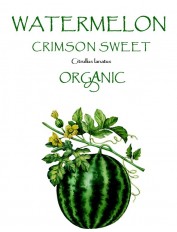 WATER MELON - CRIMSON SWEET