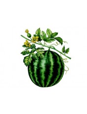 hover image